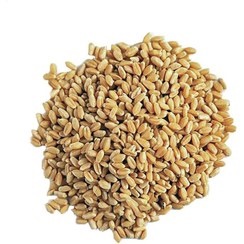 گندم پوستکنده
